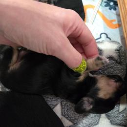 Black and cream male - Black and cream male Dachshund puppy in Fulton, Missouri from New Hope Dachshund Puppies