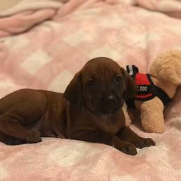 Redbone Coonhound Puppies from Helper Hounds