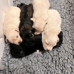 Simon - Wheaten male Miniature Schnauzer puppy in Macks Creek, Missouri from Fluffy Buttz
