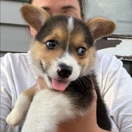 Red bone bandana boy - White and black male Pembroke Welsh Corgi puppy in Cherokee, Oklahoma from MCS Farms-OK