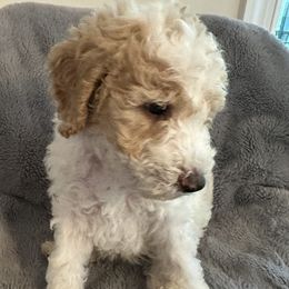 Girl 2 - Goldendoodle puppy in Landis, North Carolina from Shelbys Doodle Farm
