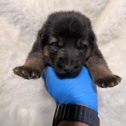 Boy 1 - Black and tan male German Shepherd puppy in Hollis Center, Maine from Noble German Shepherds of Maine