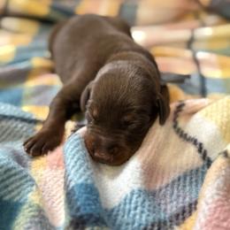 Black Collar - Red and rust male Doberman Pinscher puppy in Lake City, Florida from Paintedcrazy Doberman Pinchers