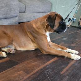 Sabrina - Fawn female Boxer puppy in Thompson, Pennsylvania from Moonlitboxers