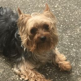 Yorkipoos from Our Adorable Yorkiepoos