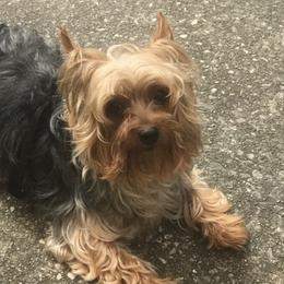 Yorkipoos from Our Adorable Yorkiepoos