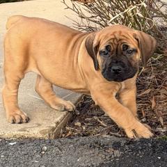 Ava - Red female Boerboel puppy in Manassas, Virginia from Relentless Boerboels