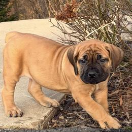 Ava - Red female Boerboel puppy in Manassas, Virginia from Relentless Boerboels