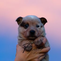 Moore - Red speckled male Australian Cattle Dog puppy in Fairview, Oklahoma from Flying D Kennels