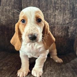 Cassie - Lemon and white female Basset Hound puppy in New Mexico from Zia Trail Doxies