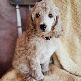 Flora - Cream female Poodle puppy in Detroit Lakes, Minnesota from Pickerel Pups