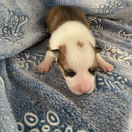 Pink - Red female Pembroke Welsh Corgi puppy in Beulaville, North Carolina from Windy Acres Pembroke Welsh