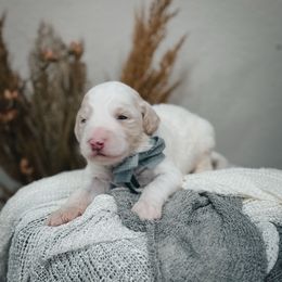 Harbor (Blue) - Fawn and white male Sheepadoodle puppy in Newport Beach, California from High Desert Doodles
