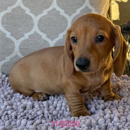 Ruby - Red female Dachshund puppy in Joshua Tree, California from Desert Dreams Ranch