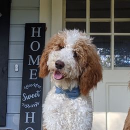 Leo - Poodle