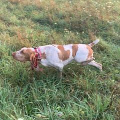 Bracco Italianos from Patriot Point