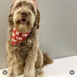 Aussiedoodle All Grown Up from Aspen Mountain Doodles LLC