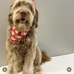 Aussiedoodle All Grown Up from Aspen Mountain Doodles LLC