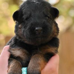 Archer - Black and red male German Shepherd puppy in Canton, Texas from WILDWOOD GERMAN SHEPHERDS