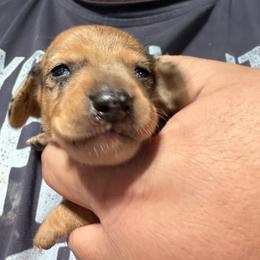 Dachshund Puppies from Witchy Woman’s Wiener’s