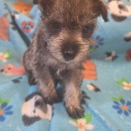 Princess - Salt and pepper female Miniature Schnauzer puppy in Warrenville, South Carolina from All Paws Pet Resort