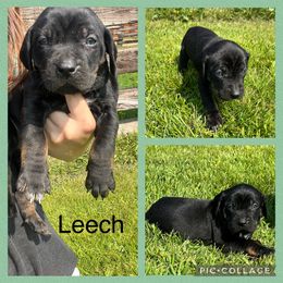 Leech - Black male Catahoula Leopard Dog puppy in Forbes, Minnesota from North Country Catahoulas