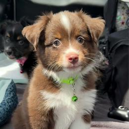 Wrangler - Red tri male Toy Australian Shepherd puppy in Huffman, Texas from Harper Cowboy VonBrunow