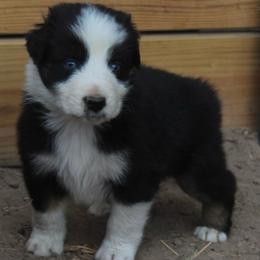 BINX - Black tri-color male Australian Shepherd puppy in Star City, Arkansas from Blush & Lace Aussie Co.