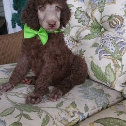Poodle Puppies from Zimmerman's Poodles