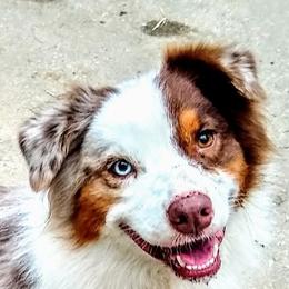 Piper - Australian Shepherd