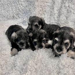 Miniature Schnauzer Puppies from Texas Schnauzers