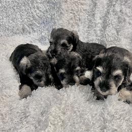 Miniature Schnauzer Puppies from Texas Schnauzers