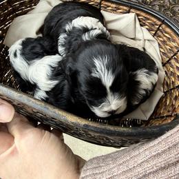Mozart - Tri-color male Cavapoo puppy in Cumby, Texas from Bright Morning Star Pups