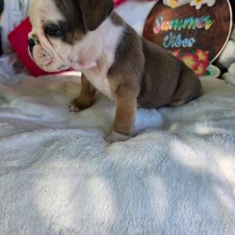Flora - Lilac tri-color female Bulldog puppy in Cardington, Ohio from A & J Miniature Dachshunds & Bulldogs