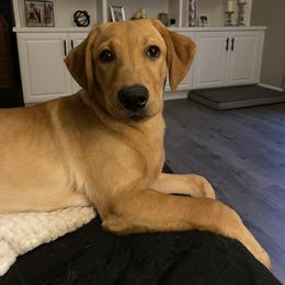 Labrador Retriever Puppies from Barefoot Kennels, LLC