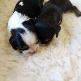 Cavalier King Charles Spaniel Puppies from Diamond Rose Cavalier LLC