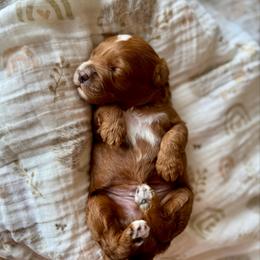 Apple Boy - Red  male Goldendoodle puppy in Rio Linda, California from Plush Doodles