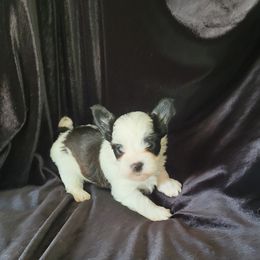 Little bandit - Parti male Yorkshire Terrier puppy in Buda, Texas from BIOLA'S YORKIES