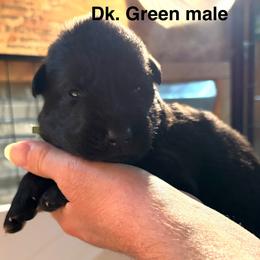 Dk Green - Black male German Shepherd puppy in Puyallup, Washington from Majestic Royal German Shepherd’s