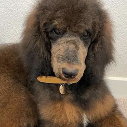 Poodles from Valentine Poodles
