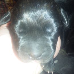 Cane Corso Puppies from Colchado's Cane Corso