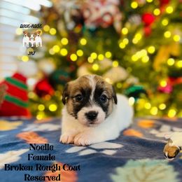 Noelle - White and tan female Russell Terrier puppy in Lufkin, Texas from Dixie-Rose JRT