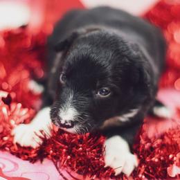 Border Collie Puppies from RockIt Border Collies