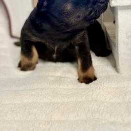 Bunkhouse Litter-Colby - Black and tan male French Bulldog puppy in Kalispell, Montana from Grace & Grit Frenchies