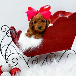 Goldendoodle puppies from NC Doodle Puppies