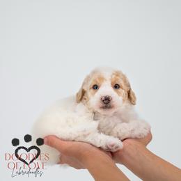 Mister Grey - Parti male Labradoodle puppy in Travelers Rest, South Carolina from Doodles of Love Labradoodles