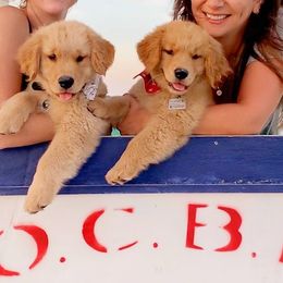 Golden Retriever Puppies from OPK GOLDENS