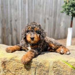 Smokey - Merle male Bernedoodle puppy in Pittsburgh, Pennsylvania from WestPenn Doodles LLC
