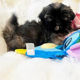 AKC Bradshaw - Brindle male Shih Tzu puppy in Greenville, South Carolina from Babyface Shih Tzu