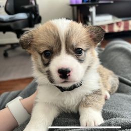 Pembroke Welsh Corgi Puppies from West Houston Corgis